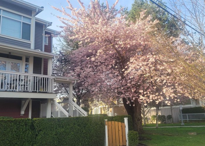 1 - 4388 Moncton Street, Richmond, BC V7E 6R9 |  Photo 68