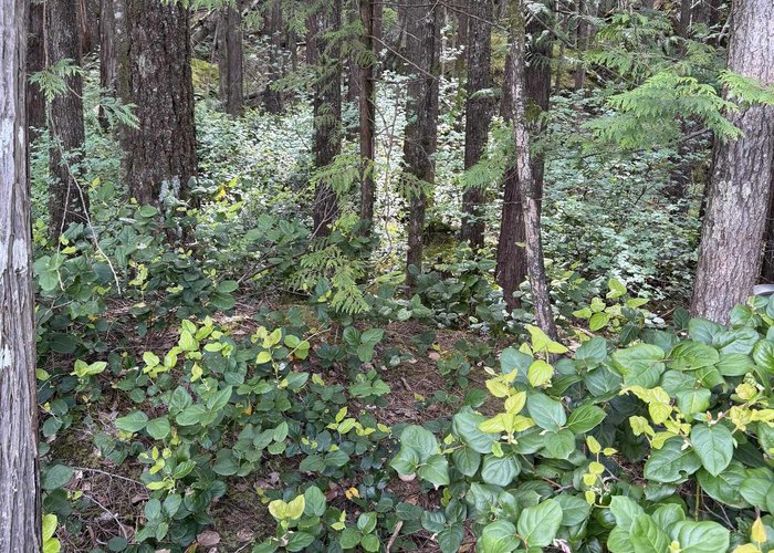 1 South OF Debeck Creek, Pitt Meadows, BC V0V 0V0 |  Photo 62