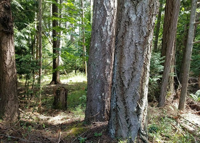 380 Warbler Road, Galiano Island, BC V0N 1P0 |  Photo 72